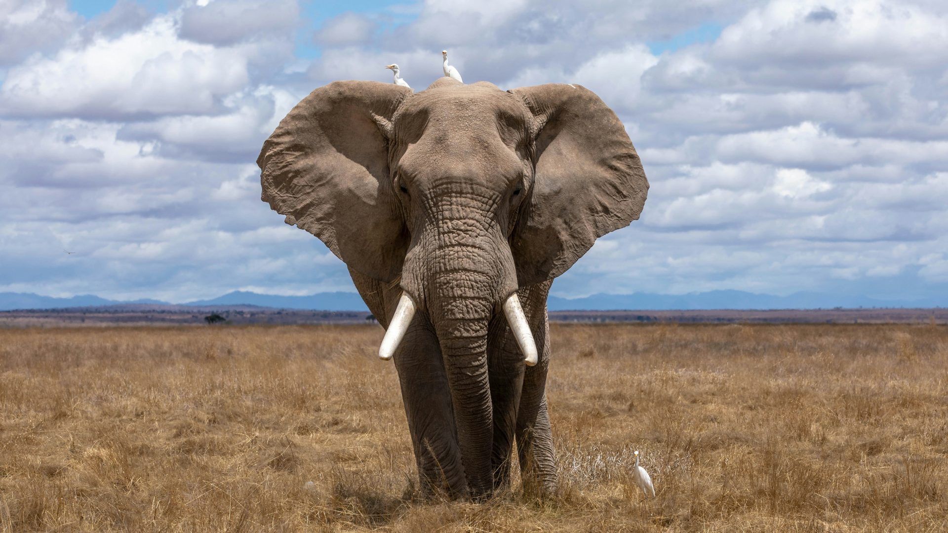 A large, bull elephant approaching on parched grasslands