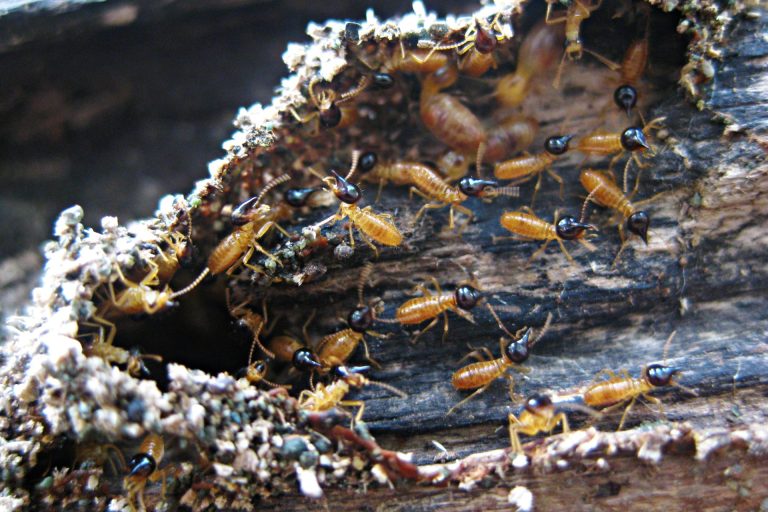 Nasute termite soldiers on a rotting log